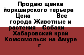 Продаю щенка йоркширского терьера  › Цена ­ 20 000 - Все города Животные и растения » Собаки   . Хабаровский край,Комсомольск-на-Амуре г.